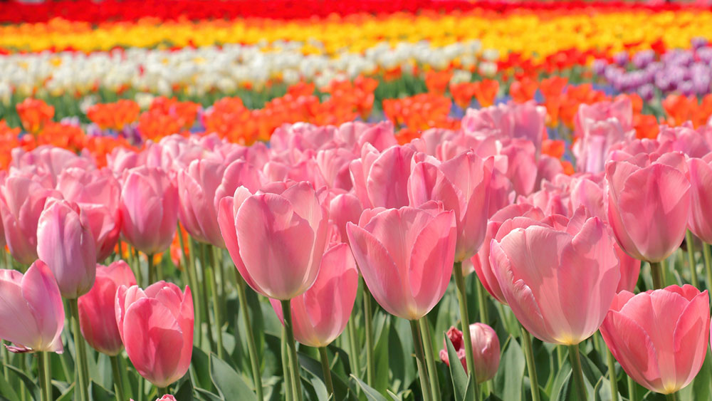 会報バックナンバー